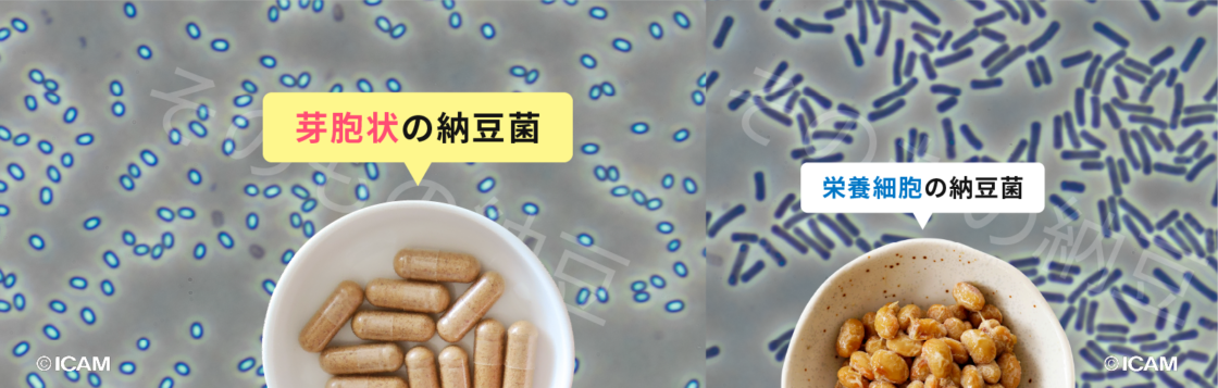 芽胞状の納豆菌・栄養細胞の納豆菌の違い