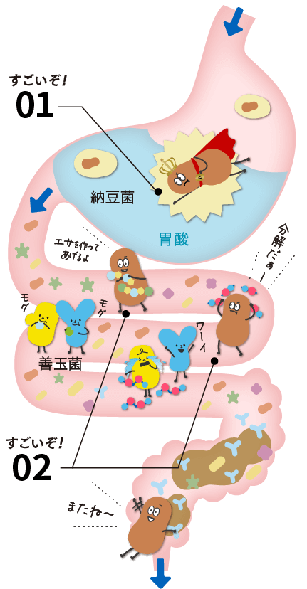 納豆菌,働き,腸活