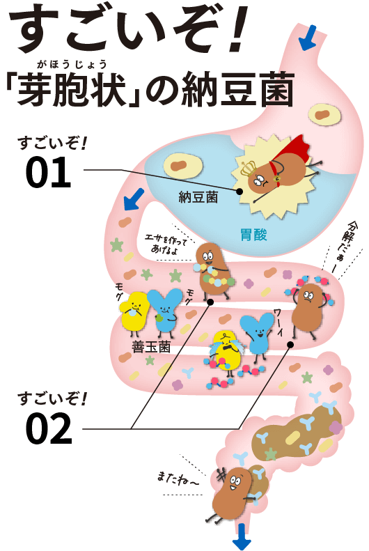 納豆菌,働き,腸活