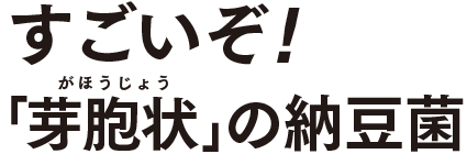 すごいぞ！芽胞状の納豆菌