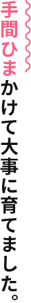 手間ひまかけて大事に育てました